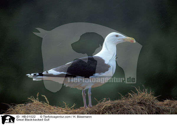 Mantelmwe / Great Black-backed Gull / HB-01022
