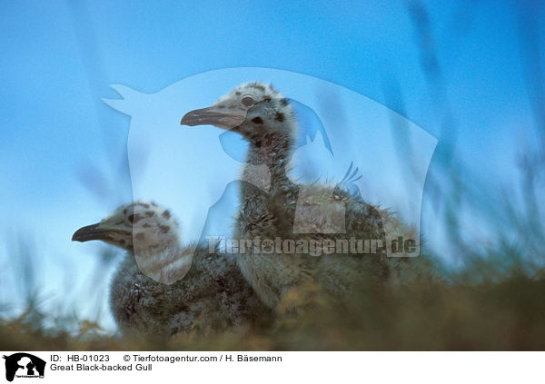 Great Black-backed Gull / HB-01023