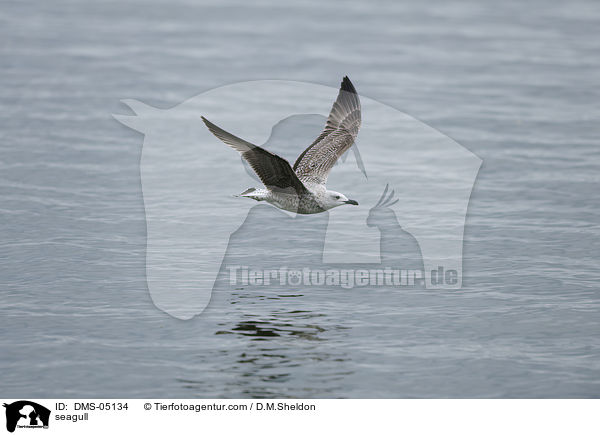 Mantelm�we / seagull / DMS-05134