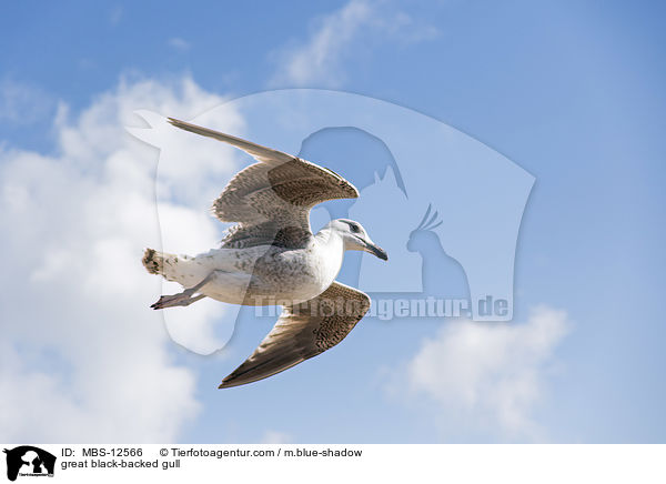 great black-backed gull / MBS-12566