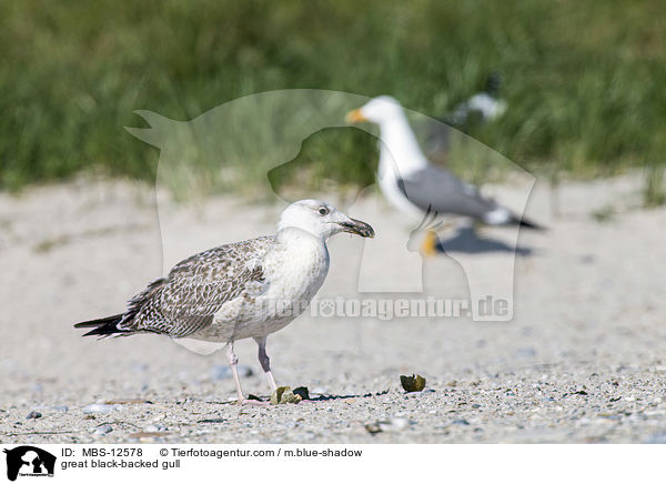great black-backed gull / MBS-12578
