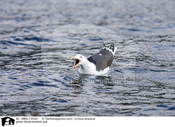 great black-backed gull / MBS-13938