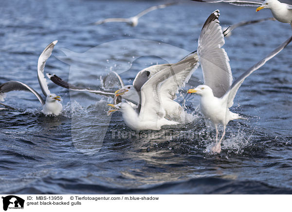 great black-backed gulls / MBS-13959