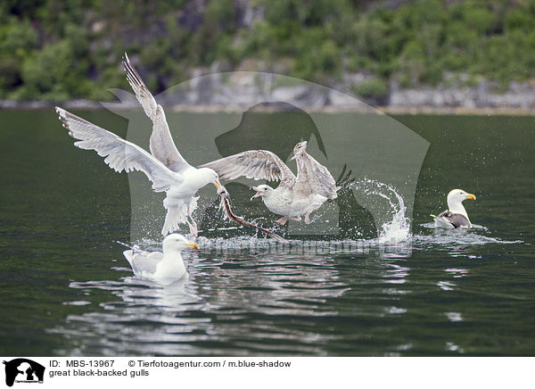 Mantelmwen / great black-backed gulls / MBS-13967