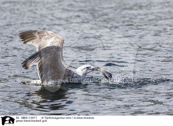 great black-backed gull / MBS-13971