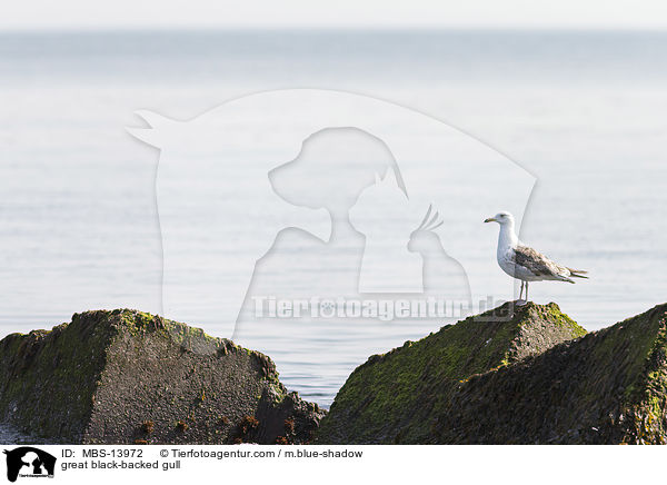 great black-backed gull / MBS-13972