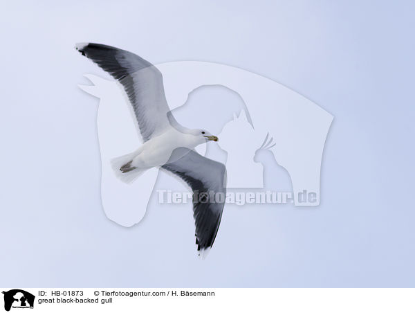 great black-backed gull / HB-01873