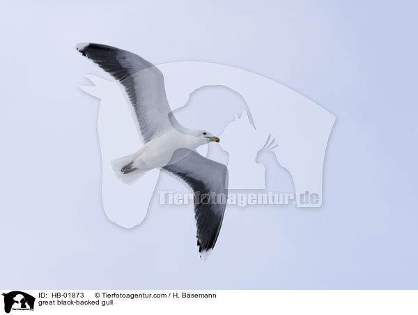 Mantelmwe / great black-backed gull / HB-01873