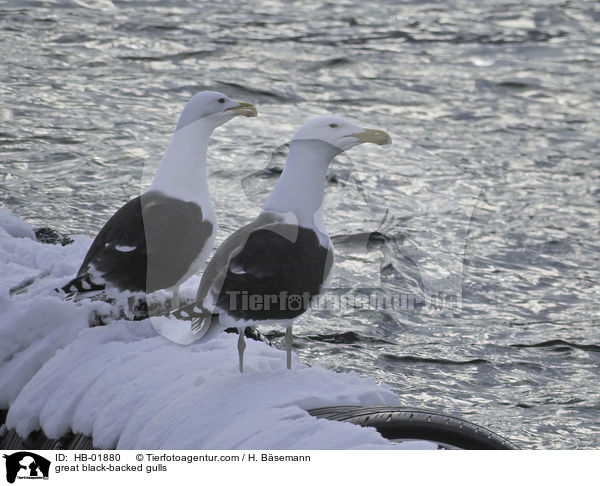 Mantelmwen / great black-backed gulls / HB-01880