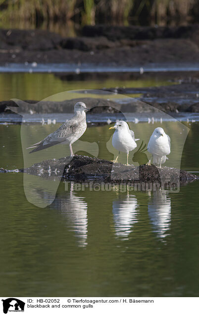 blackback and common gulls / HB-02052