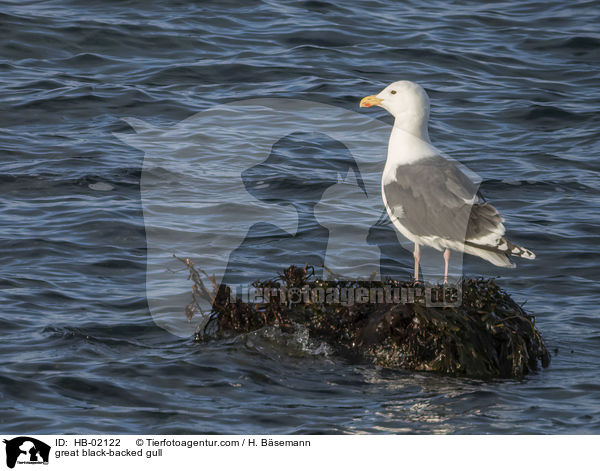 great black-backed gull / HB-02122