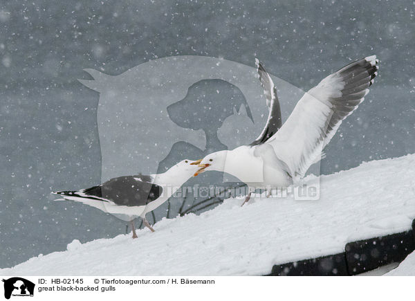 Mantelmwen / great black-backed gulls / HB-02145