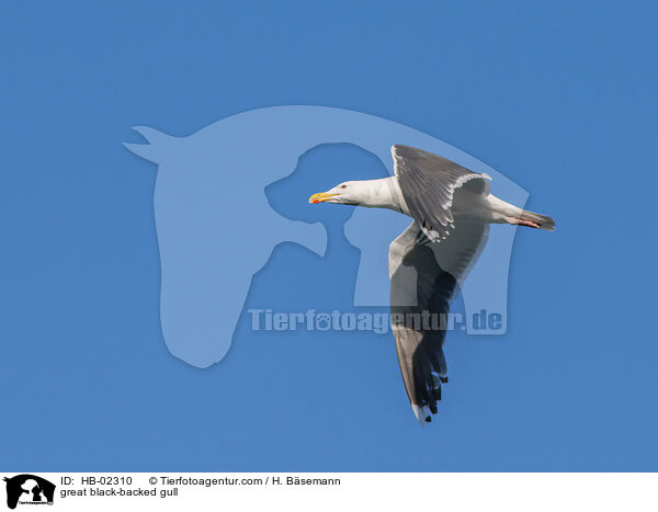 Mantelmwe / great black-backed gull / HB-02310