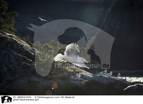 Mantelmwe / great black-backed gull / MAW-01453