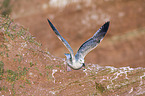 great black-backed gull