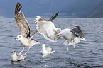 great black-backed gulls