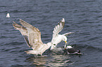 great black-backed gulls