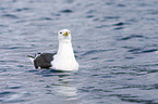 great black-backed gulls