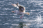 great black-backed gull