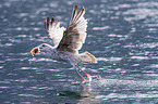 great black-backed gull