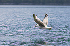 great black-backed gulls