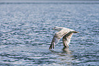 great black-backed gulls