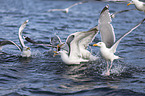 great black-backed gulls