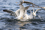 great black-backed gulls