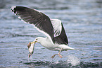 great black-backed gull