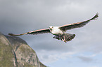 great black-backed gull