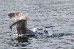 great black-backed gull