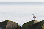 great black-backed gull