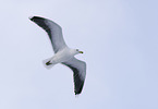 great black-backed gull