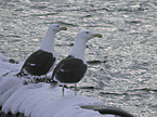 great black-backed gulls