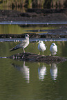 blackback and common gulls