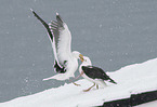 great black-backed gulls