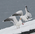 great black-backed gulls