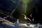 great black-backed gull