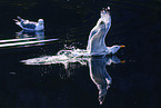 great black-backed gull