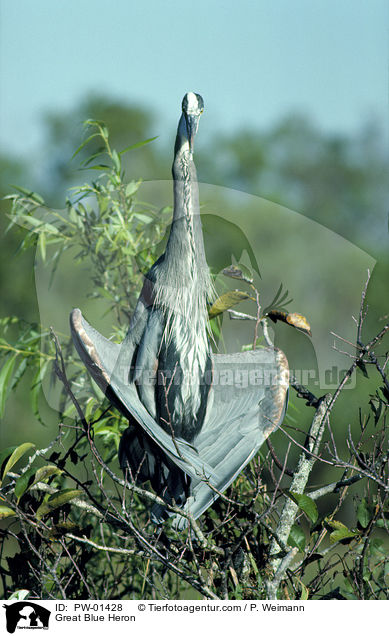 Kanadareiher / Great Blue Heron / PW-01428