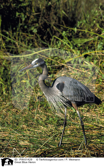 Kanadareiher / Great Blue Heron / PW-01429