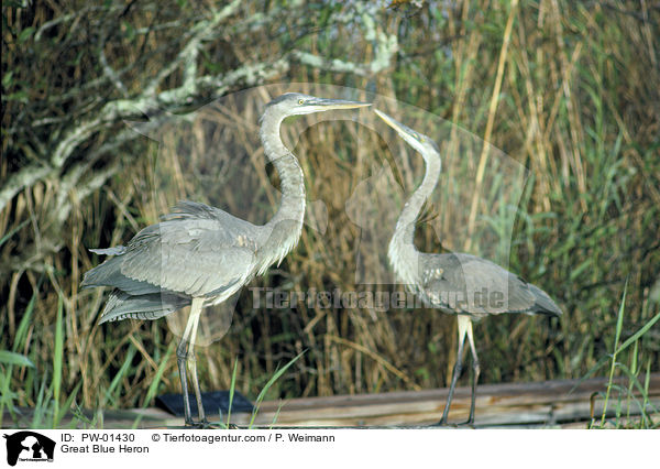 Great Blue Heron / PW-01430