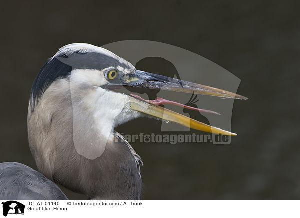 Kanadareiher / Great blue Heron / AT-01140