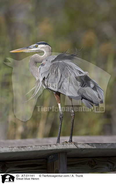 Great blue Heron / AT-01141