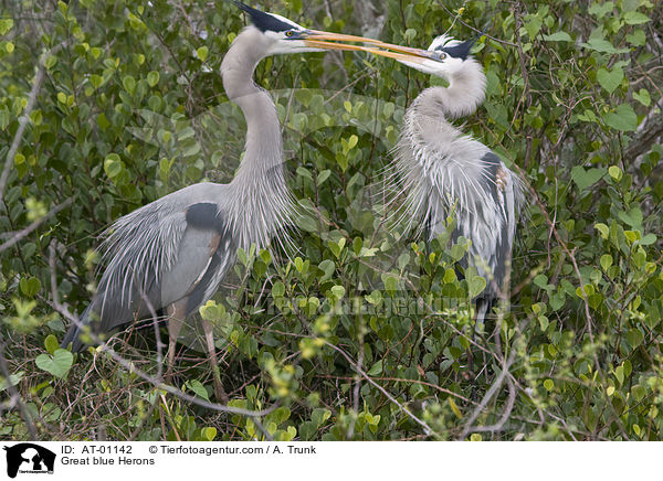 Kanadareiher / Great blue Herons / AT-01142