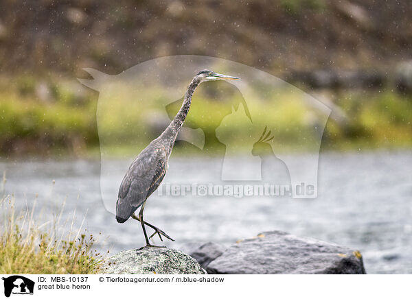 Kanadareiher / great blue heron / MBS-10137
