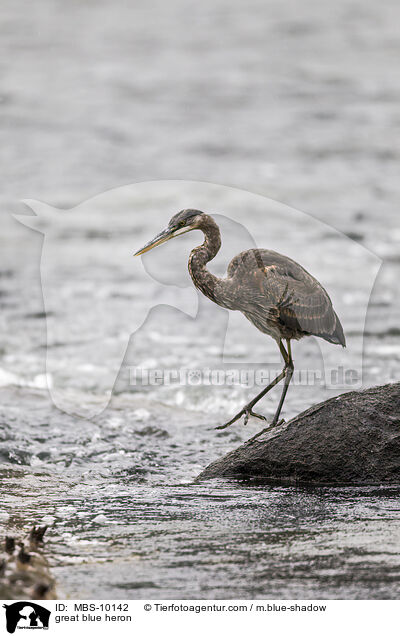 Kanadareiher / great blue heron / MBS-10142