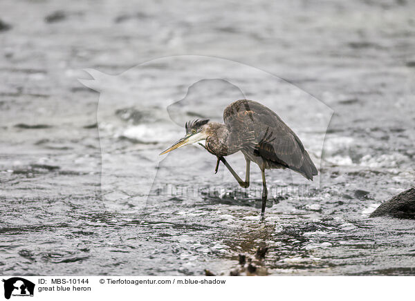 Kanadareiher / great blue heron / MBS-10144