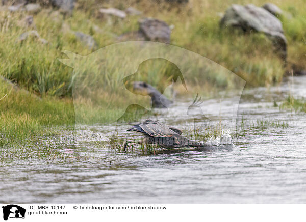 Kanadareiher / great blue heron / MBS-10147