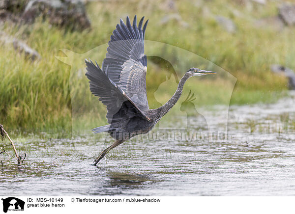 great blue heron / MBS-10149